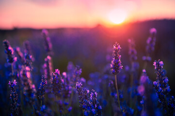Lavender flowers at sunset in Provence, France. Macro image, shallow depth of field. Beautiful...