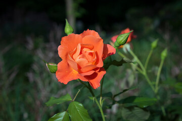 Rose lachsfarben apricot