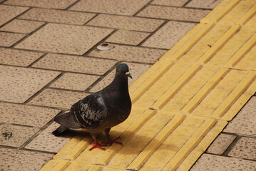 点字ブロックを利用する鳩