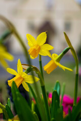 daffodils in a vase