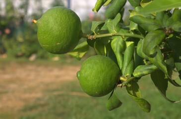 citron vert dans un citronnier 