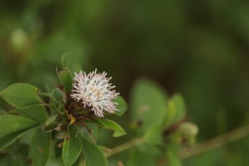 初秋に咲く白いオケラの花　Atracrylodes japonica、Atractylodes ovata