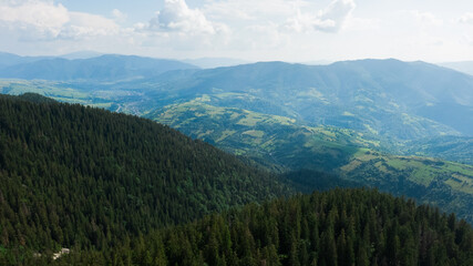 Carpathian Mountains covered by green pine forests, Ukraine