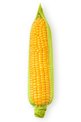 Ear of corn isolated on white background. Sharp edge.