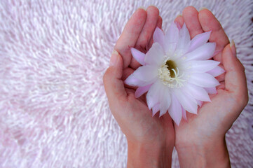 hand holding a pink  flower