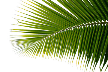 Fototapeta premium tropical coconut palm leaf isolated on white background