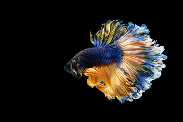 Thailand Fancy Betta fish isolated on black background