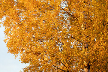 Birch tree and foliage in autumn colors