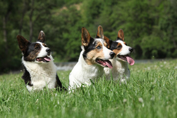 Three dogs, Welsh Corgi Cardigan