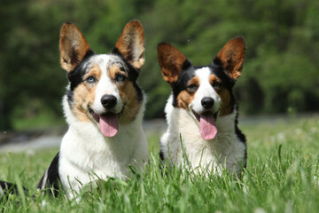 Couple of Welsh Corgi Cardigan