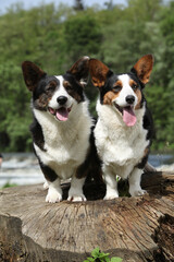 Couple of Welsh Corgi Cardigan