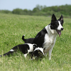 Border collie bitch with its pupies