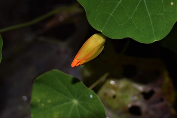 Bud of tropaeolum majus, great nasturtium, under a green leaf