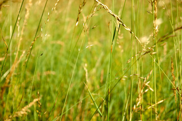 Green field, ears of cereal plants of natural forms.