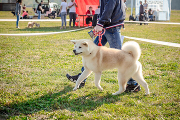 Naklejka na ściany i meble Shiba Inu dog on the leash, waiting for dog show, exhibition. Home pets, dogs