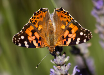 Painted lady butterfly (Vanessa cardui) sitting on a purple lavender 
