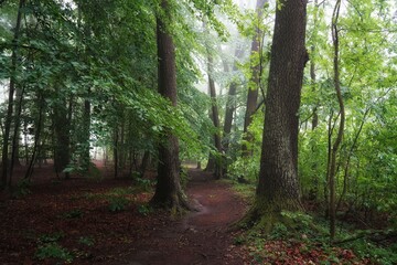 June dawn, misty morning in the forest, path among the trees
