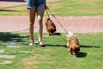 Girl in jeans shorts walking two dog in a city park