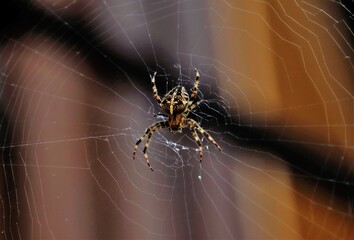 Gartenspinne