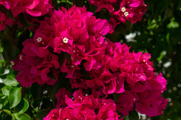 Close up of bright pink bougainvillea flower on a sunny day. Horizontal stock image.