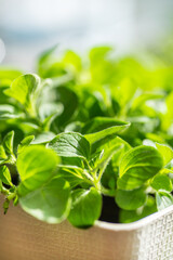 Fresh young leaves of microgreen. Microgreen sprouts close-up.