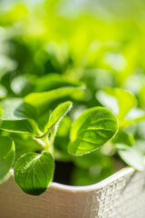 Fresh young leaves of microgreen. Microgreen sprouts close-up.