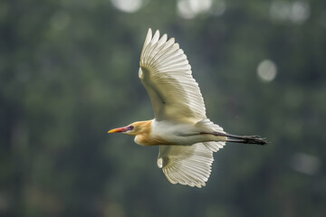 White bird flying in the sky daylight view, north sumatera, Indonesia