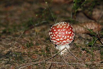 Fliegenpilze
