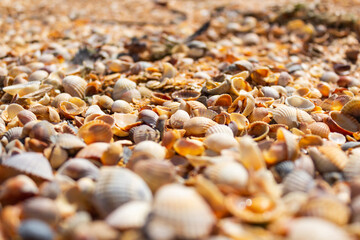 lots of small shells, use as a background or texture