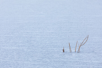 Reeds in frozen lake at day