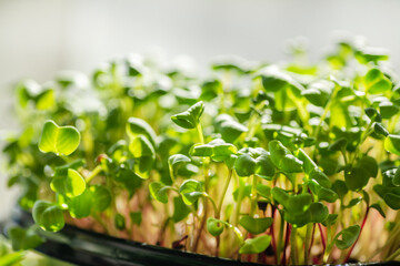 Fresh young leaves of microgreen. Microgreen sprouts close-up.