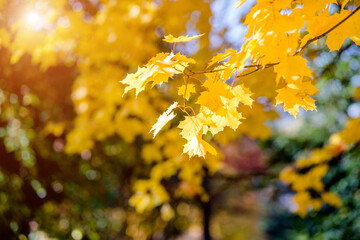 Autumn background-yellow maple leaves in the city Park
