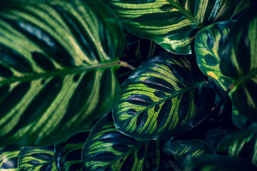 tropical leaves colorful flower on dark tropical foliage nature background dark green foliage nature