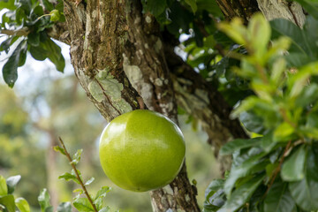 Green unripe fruit of the Calabash tree Crescentia cujete. Fresh Crescentia cujete on Calabash Tree in the garden.