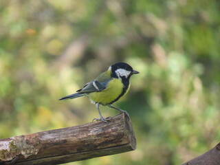 Obraz premium Great tit (Parus major) standing on a piece of wood. Colorful common bird standing on a piece of wood.
