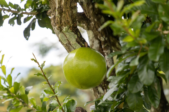 Green unripe fruit of the Calabash tree Crescentia cujete. Fresh Crescentia cujete on Calabash Tree in the garden.