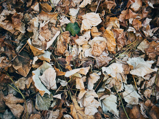 Fallen and dried grape leaves.