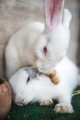 Two white rabbit playful hugging in stall