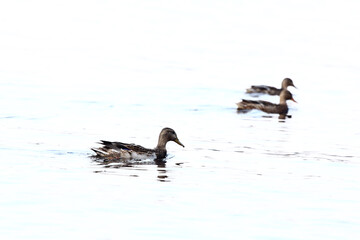 Several ducks swim in a pond with clear calm water, ducks and adult ducklings, duck flock, aquatic plants, natural habitat, summer day, sunny weather, water reflections, plumage, beak, swim together