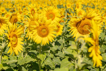 Beautiful sunflowers. A field with sunflowers.