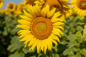 Fototapeta premium Beautiful sunflowers. A field with sunflowers.