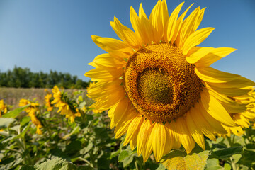 Beautiful sunflowers. A field with sunflowers.
