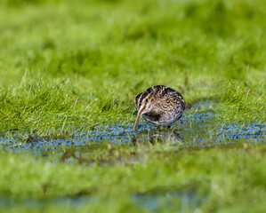 Wilson's Snipe Foraging on Grassy Pond in Fall