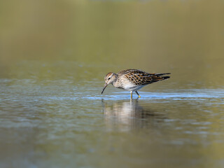 Pectoral Sandpiper Foraging on the Pond in Fall