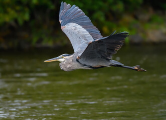 Great Blue Heron in Flight Over River