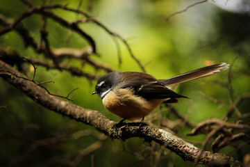 Obraz premium piwakawaka fantail on branch