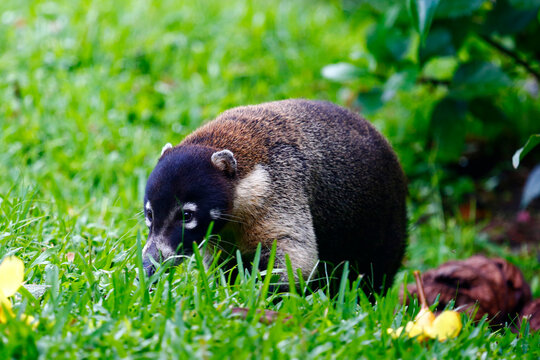 Coati feeding on Arenal Volcano, Costa Rica