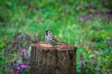 The little sparrow Passer domesticus bird is sitting on the stump.