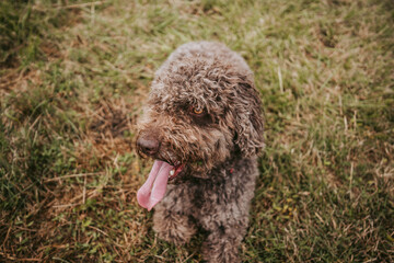 A beautiful brown Spanish water dog lying down in the meadow in a rainy day in the north of Spain. Dogs lifestyle concept