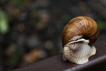 A large snail hid a shell in its house.